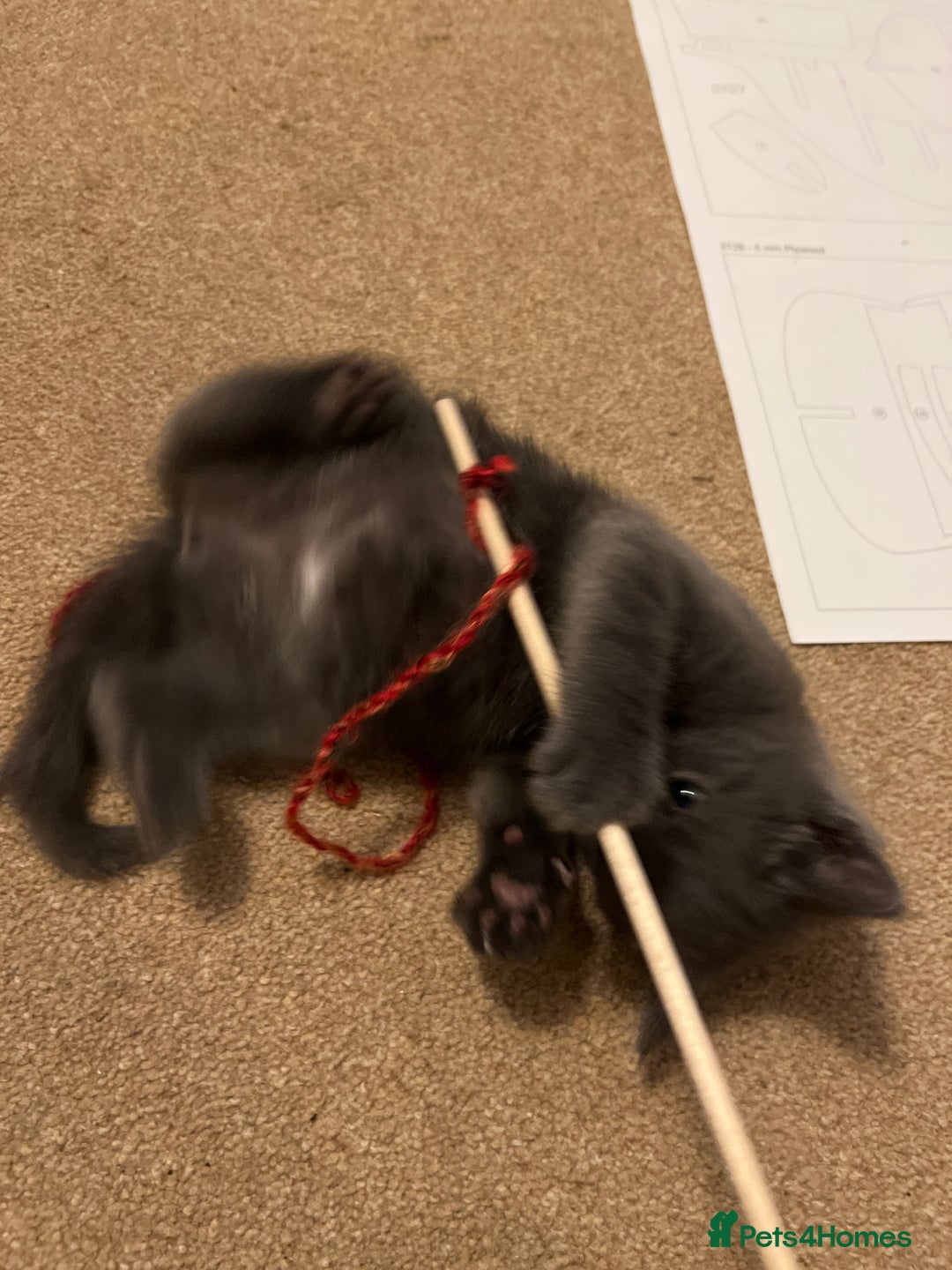 Russian Blue cats for sale: Girl Russian blue kitten 9 weeks  - Advert 6