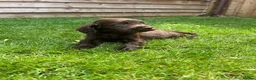 Cockapoo dogs for sale: Stunning F1 Miniature Cockerpoo Puppies - Advert 29