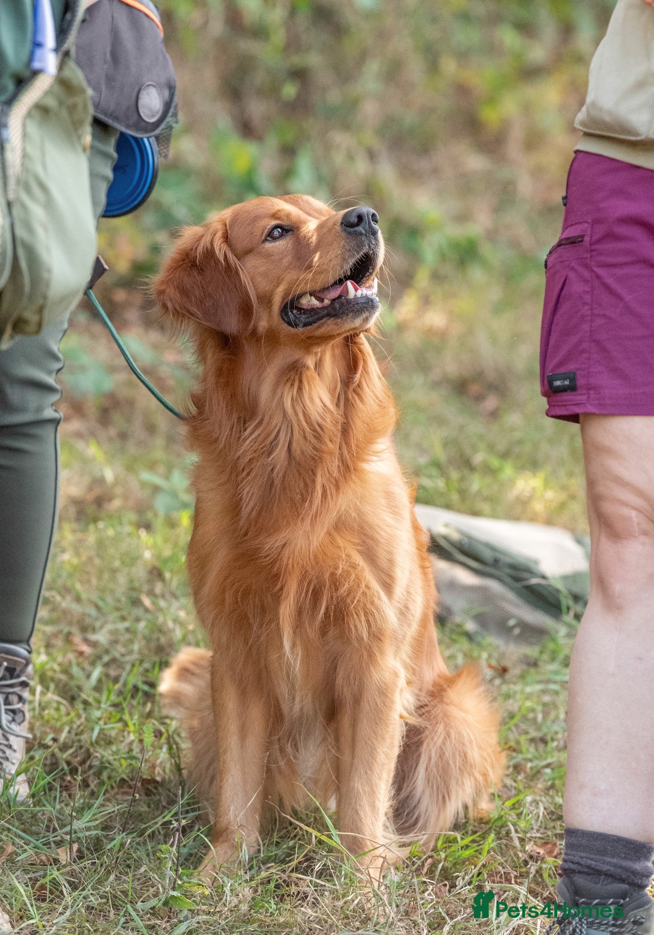 Golden Retriever dogs Fully Health Tested Show/Working Golden Retriever  - Advert 4
