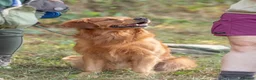 Golden Retriever dogs for stud: Fully Health Tested Show/Working Golden Retriever  - Advert 1
