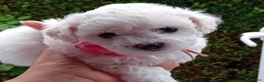 Bichon Frise Puppy (Pink)