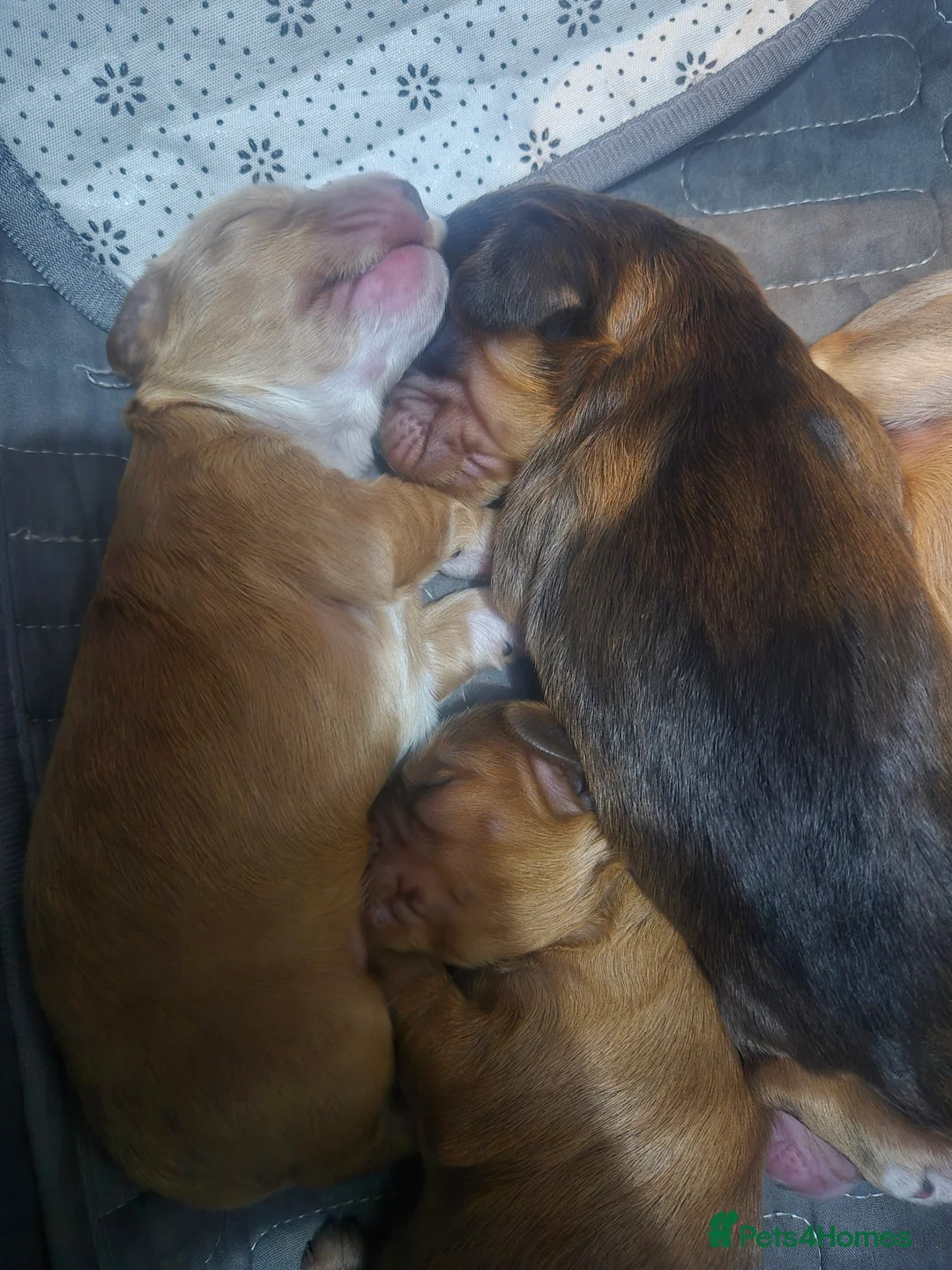 Cockapoo dogs for sale: Beautiful cockapoo puppies - Advert 31