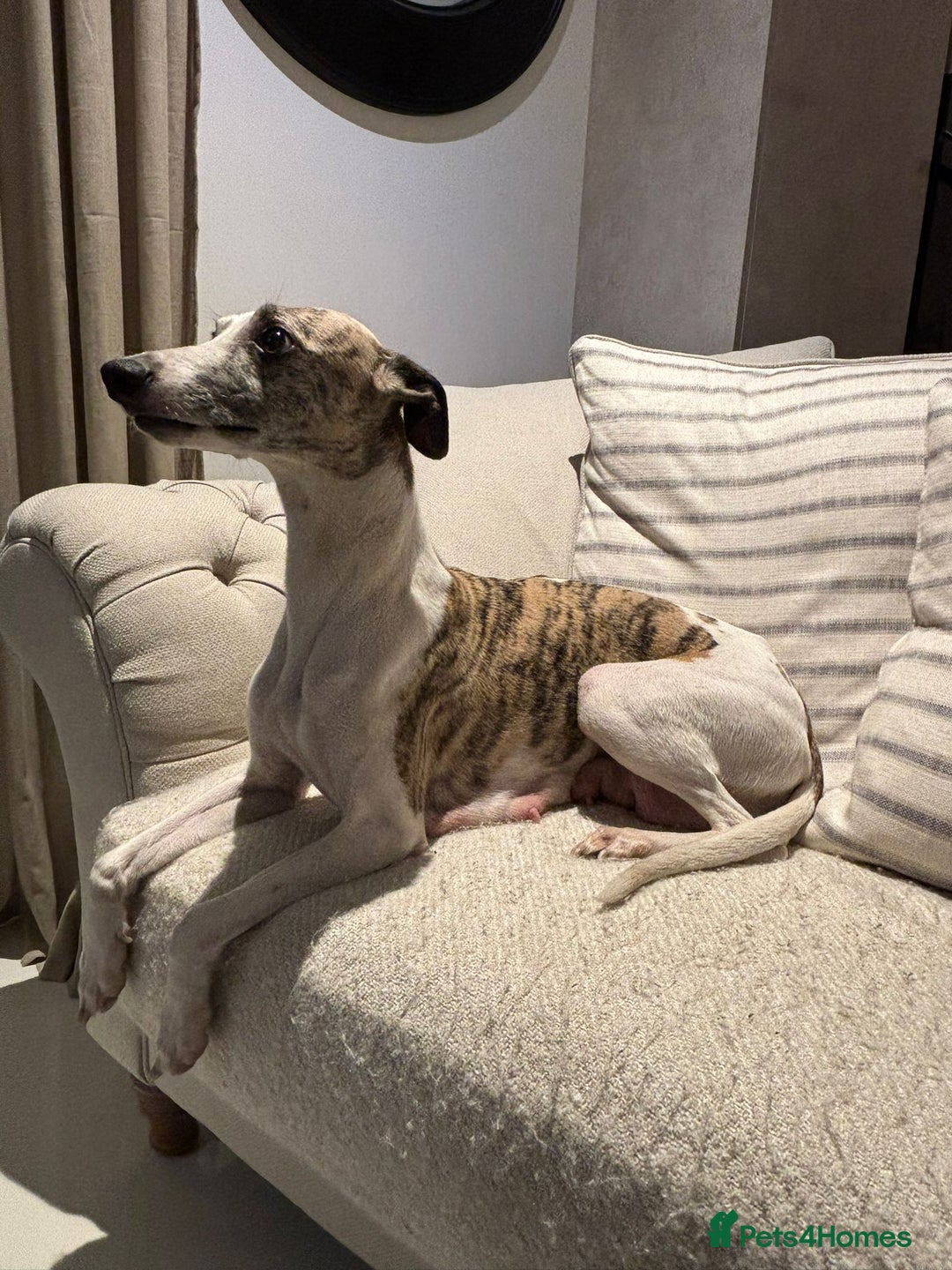 Whippet dogs for sale: Stunning whippet Puppies  - Advert 8