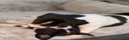 Staffordshire Bull Terrier dogs for sale: STUNNING CHUNKY STAFFY PUPPIES  - Advert 8