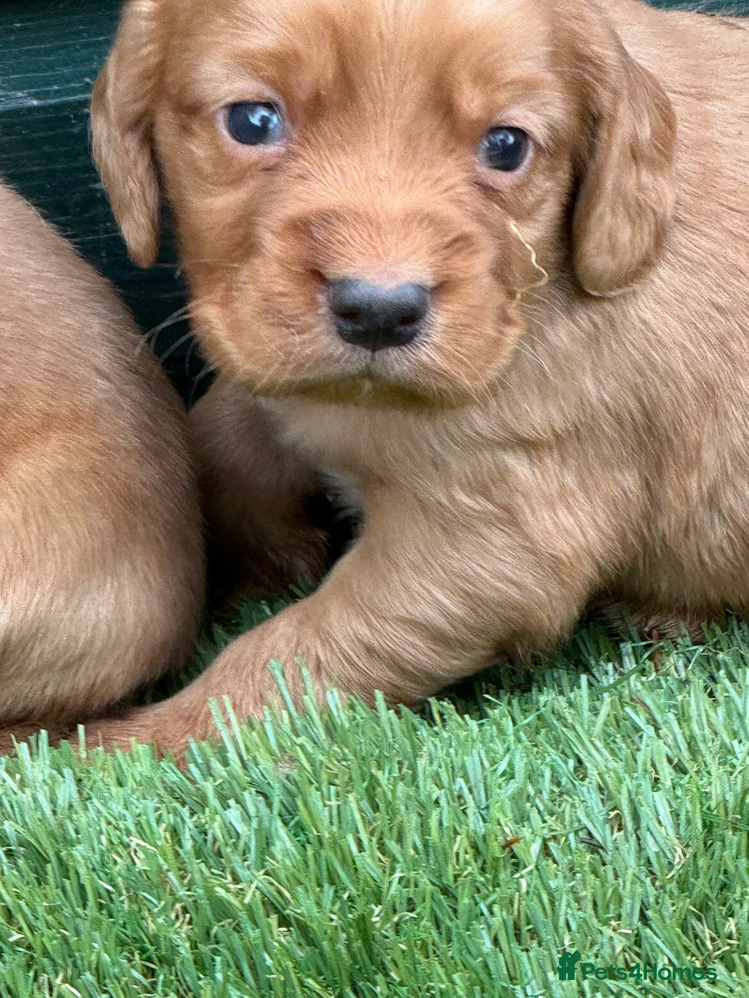Cocker Spaniel dogs for sale: Stunning Health Tested KC WCS - Advert 2
