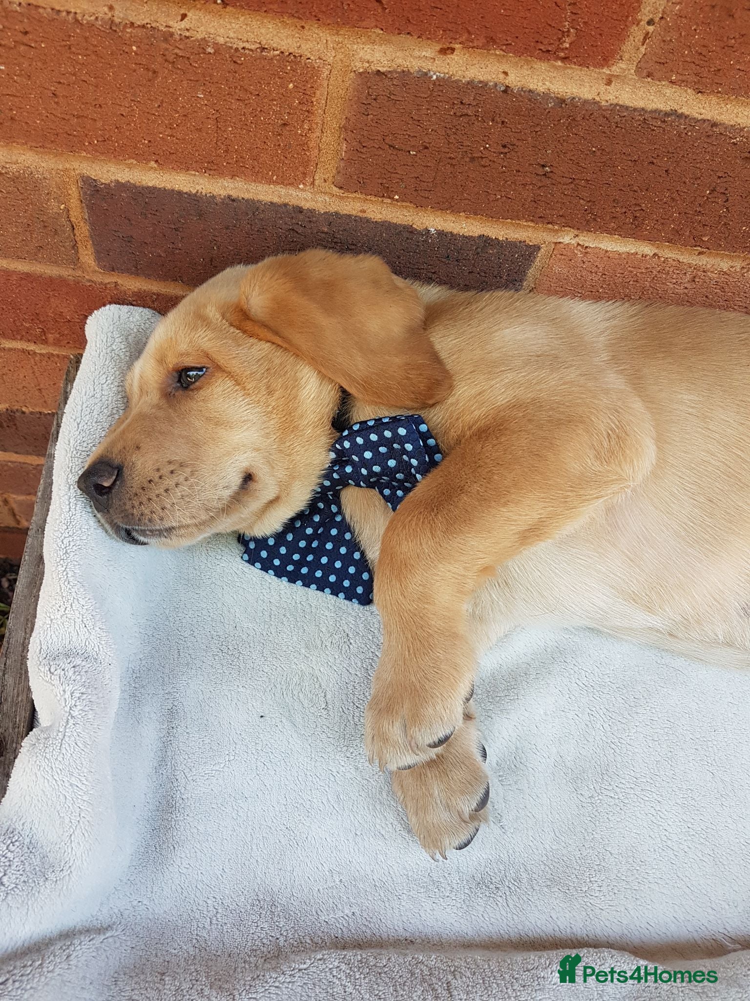 Labrador Retriever dogs Excellent KC Registered Labrador puppies  - Advert 1