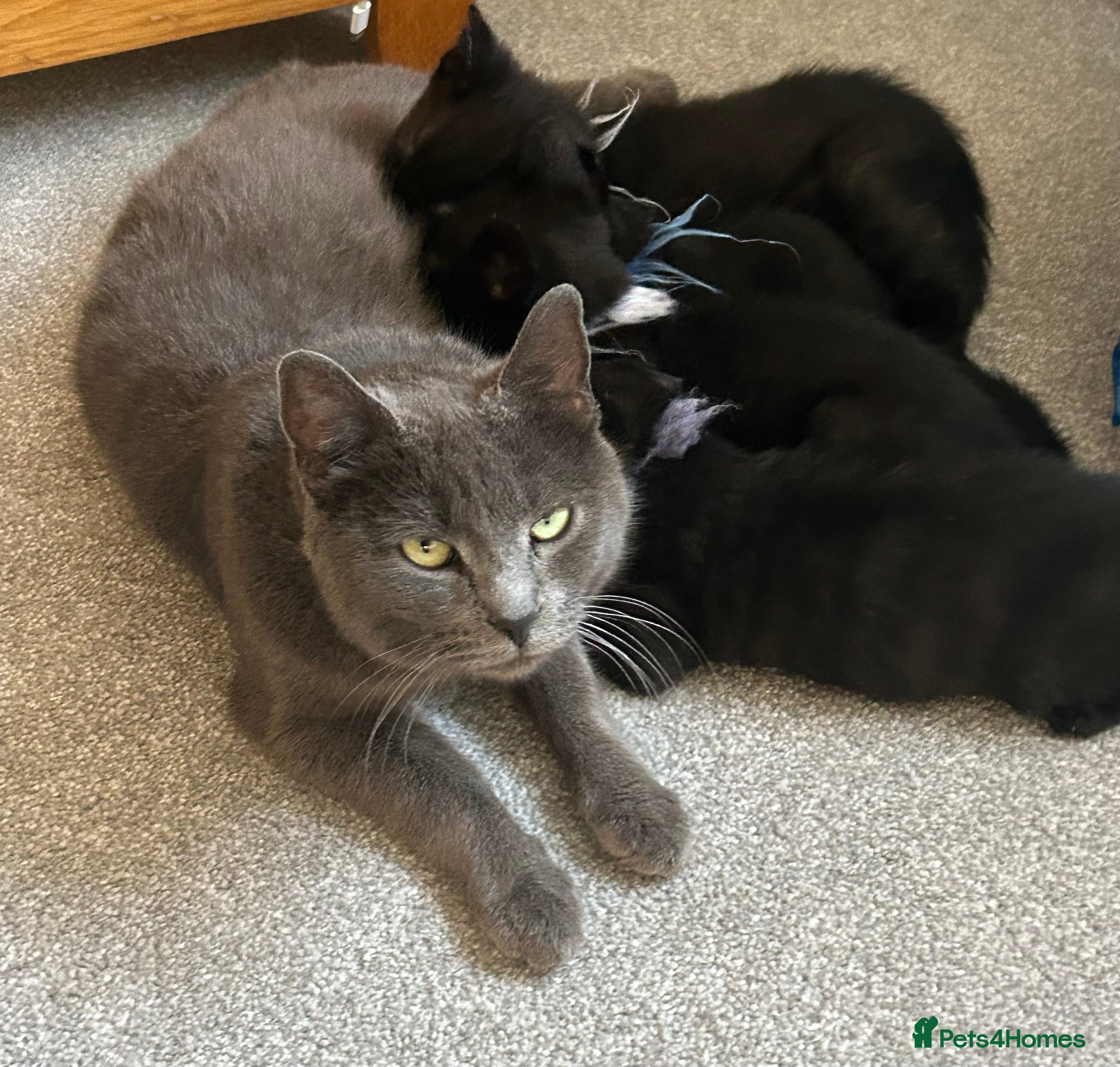 Mixed Breed cats Kittens ready now  - Advert 1