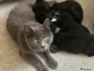 Mixed Breed cats Kittens ready now - Advert 1