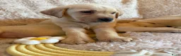 Labrador Retriever dogs for sale: ❤️💫 Superb, chunky, Golden Labrador puppies 💫❤️ in Stourbridge - Advert 18
