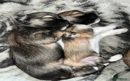 Lhasa Apso dogs for sale: Lhasa apso puppies 🐶 - Image 9