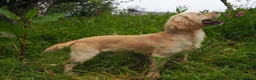 Sprocker dogs for sale: Ella is looking for a forever home  - Advert 9