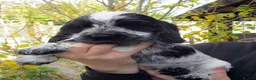 Cocker Spaniel dogs for sale: KC Reg Show Line Cocker Spaniel Puppies - Advert 3