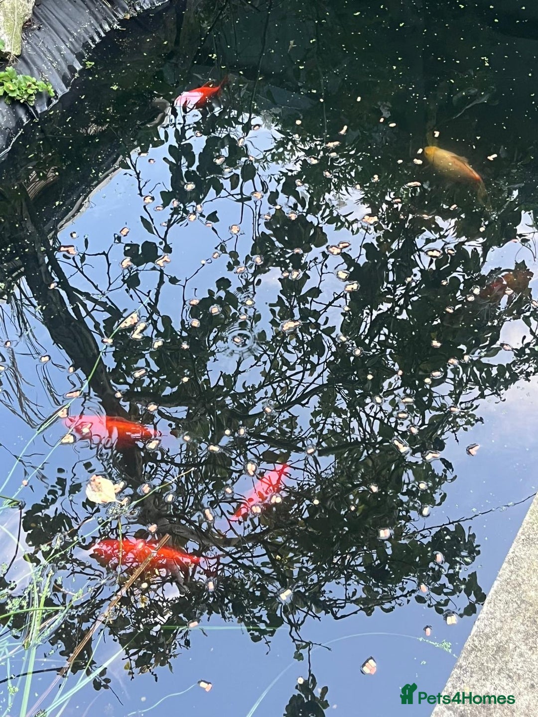 Koi Carp fish for sale: 3 Koi fish for sale - Image 22