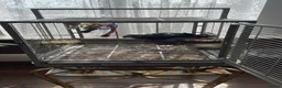 Parrots birds for sale: African grey timneh  - Advert 2