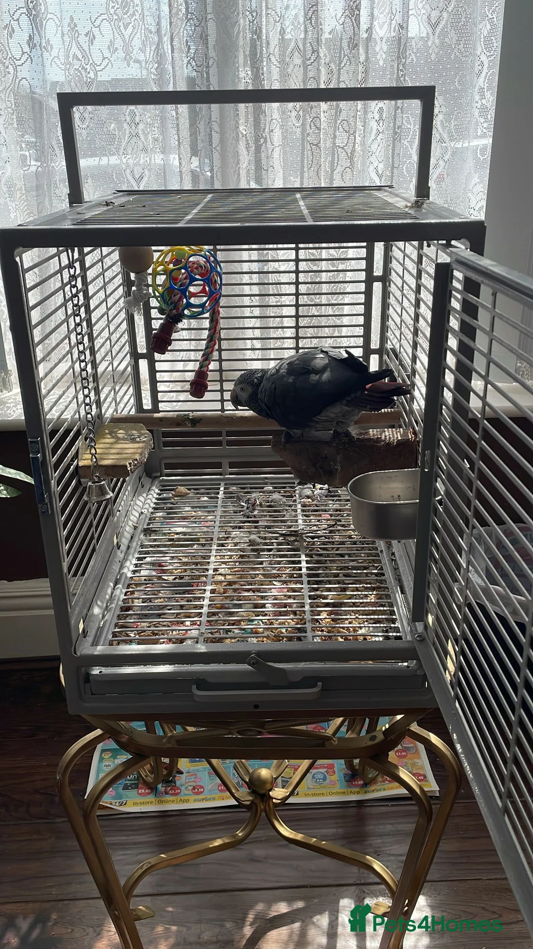 Parrots birds for sale: African grey timneh  - Advert 2