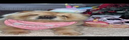 Chow Chow dogs for sale: Beautiful Chow Chow Puppies  - Advert 2