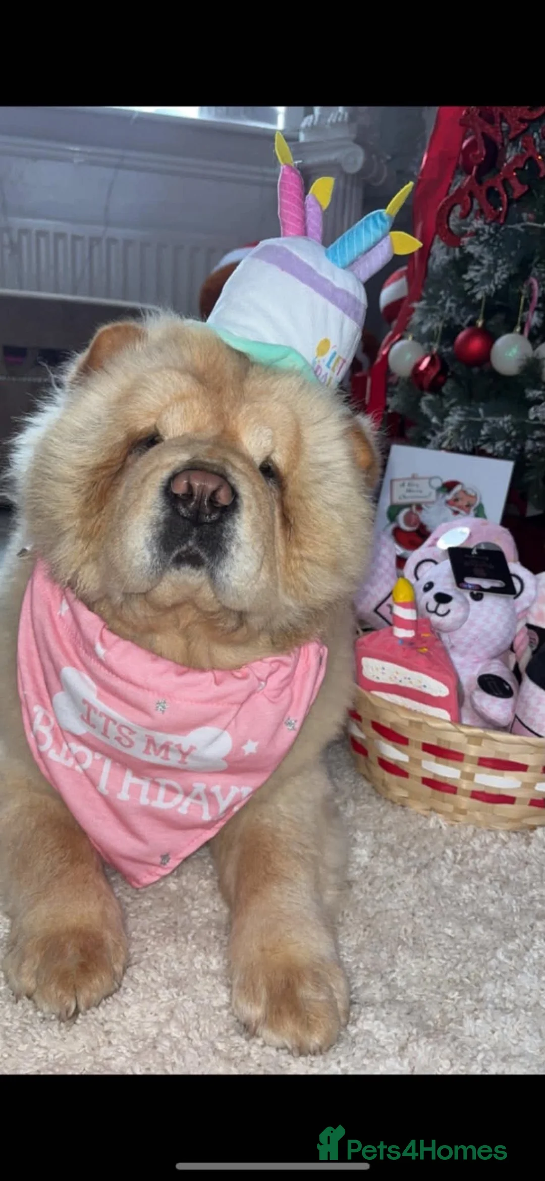 Chow Chow dogs for sale: Beautiful Chow Chow Puppies  - Advert 2