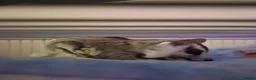 Sugar Glider rodents for sale: 2 Female Sugar Gliders Beryl & Petal in Maldon - Advert 3