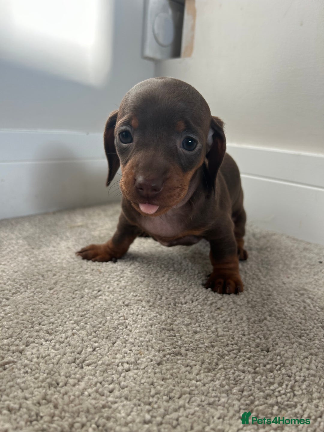 Miniature Dachshund dogs for sale: Miniature Dachshund babies  - Advert 7