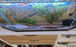 Live Bearers fish for sale: Polar blue parrots  - Image 2
