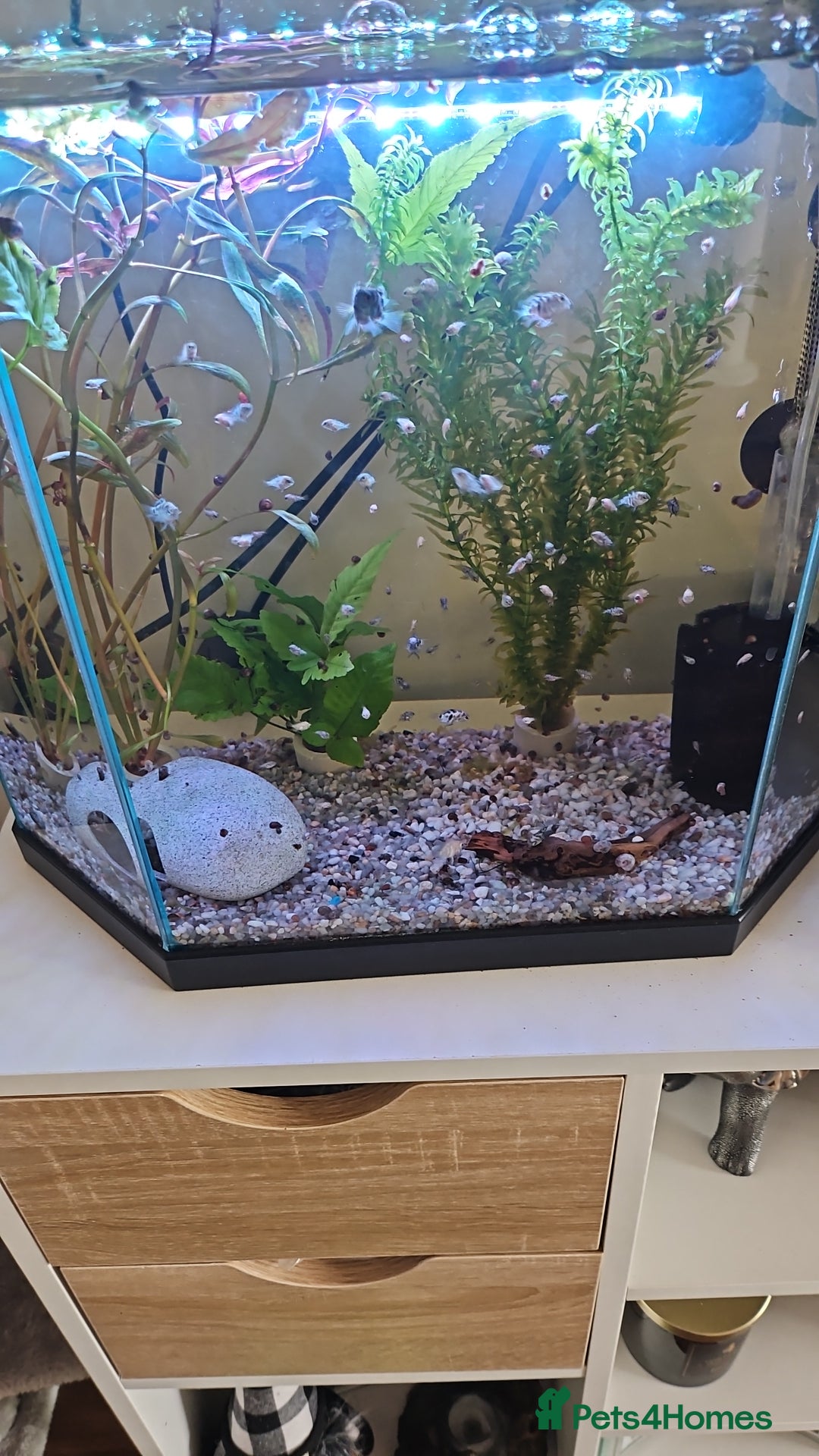 Live Bearers fish for sale: Polar blue parrots  - Image 2
