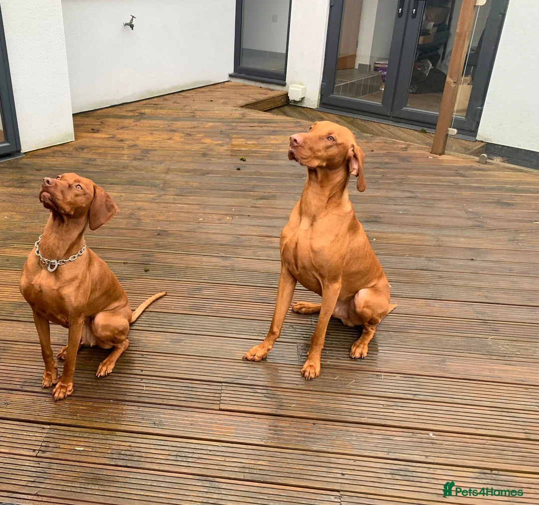 Hungarian Vizsla dogs for stud: Proven KC Registered Stud - Advert 4