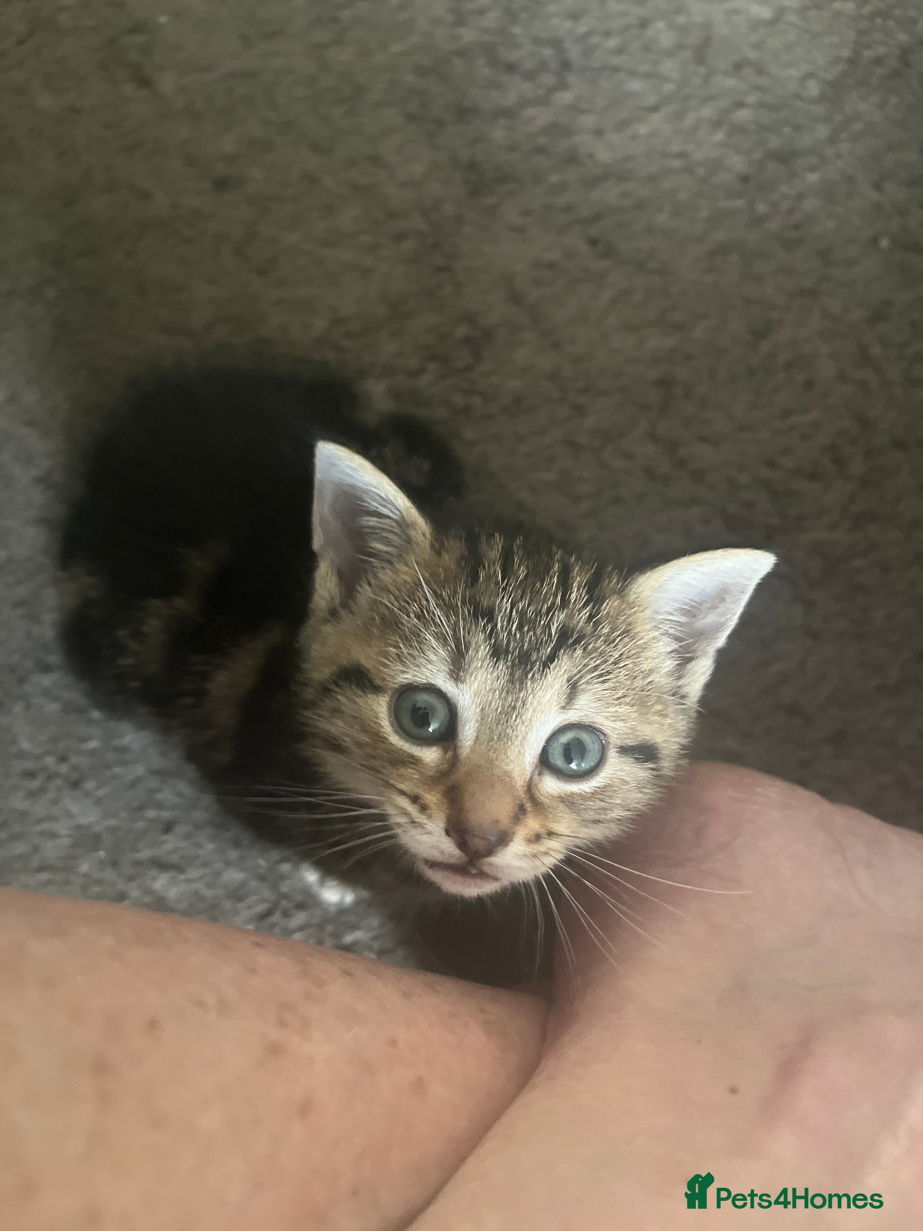 Bengal cats Beautiful Bengal cross Kittens for sale - Advert 14