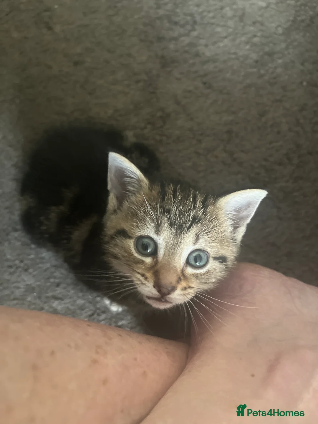 Bengal cats for sale: Beautiful Bengal cross Kittens for sale - Advert 1