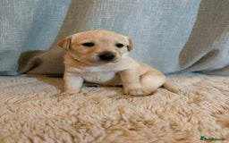 Labrador Retriever dogs for sale: Labrador Puppies - Image 4