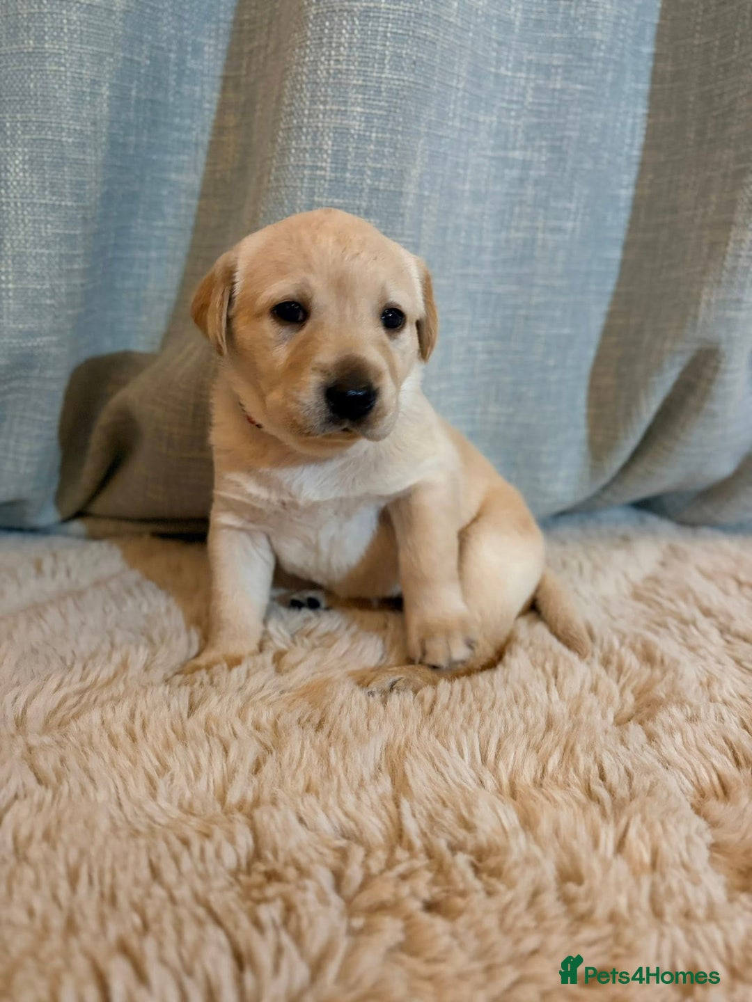 Labrador Retriever dogs for sale: Labrador Puppies - Image 4