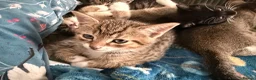 Mixed Breed cats for sale: Beautiful baby kittens looking for forever homes  - Advert 2