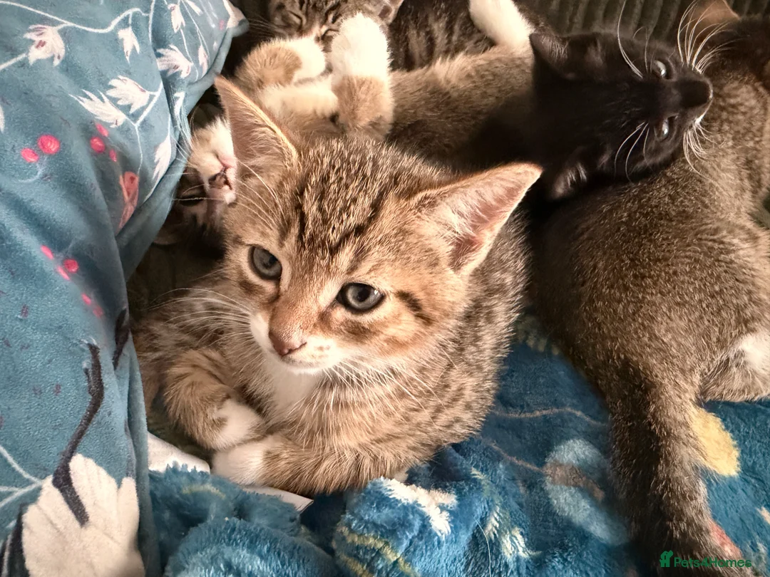 Mixed Breed cats for sale: Beautiful baby kittens looking for forever homes  - Advert 2