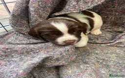 English Springer Spaniel dogs for sale: English springer spaniel kc registered  - Image 8