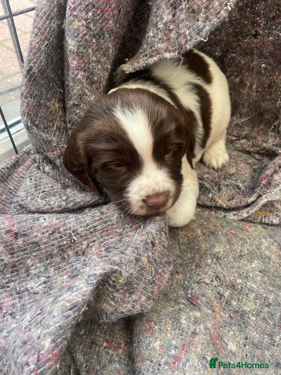 English Springer Spaniel dogs for sale: English springer spaniel kc registered  - Image 8