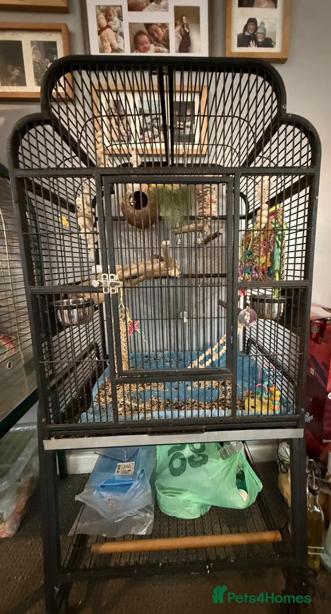 Lovebirds birds for sale: 2 lovebirds for sale  - Advert 6