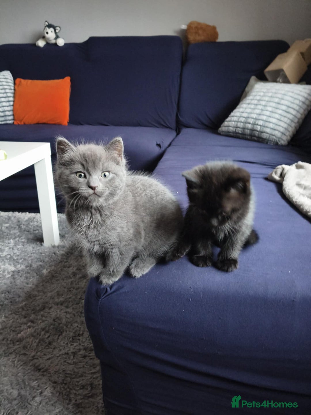 Domestic Shorthair cats for sale: 4 beautiful kittens for sale  - Advert 15