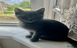 Mixed Breed cats for sale: Ragdoll cross beautiful friendly kittens - Image 4