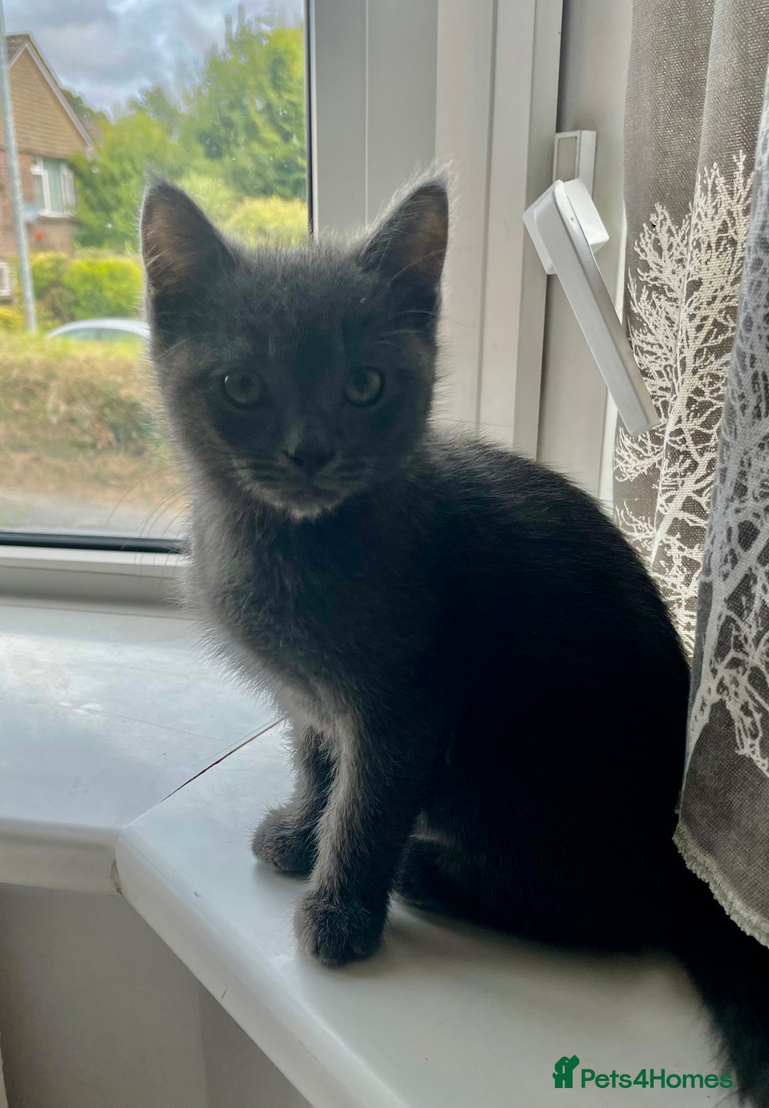 Mixed Breed cats for sale: Ragdoll cross beautiful friendly kittens - Image 4