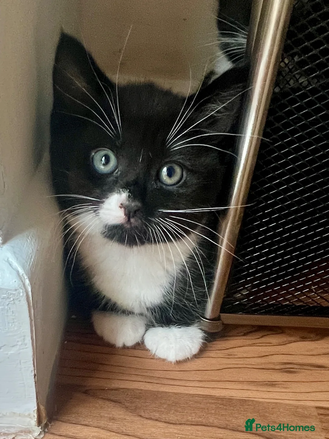 Mixed Breed cats for sale: Adorable Kittens Looking for Loving Homes  in Southampton - Advert 2