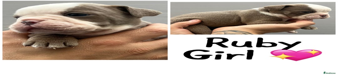 Olde English Bulldogge Ruby