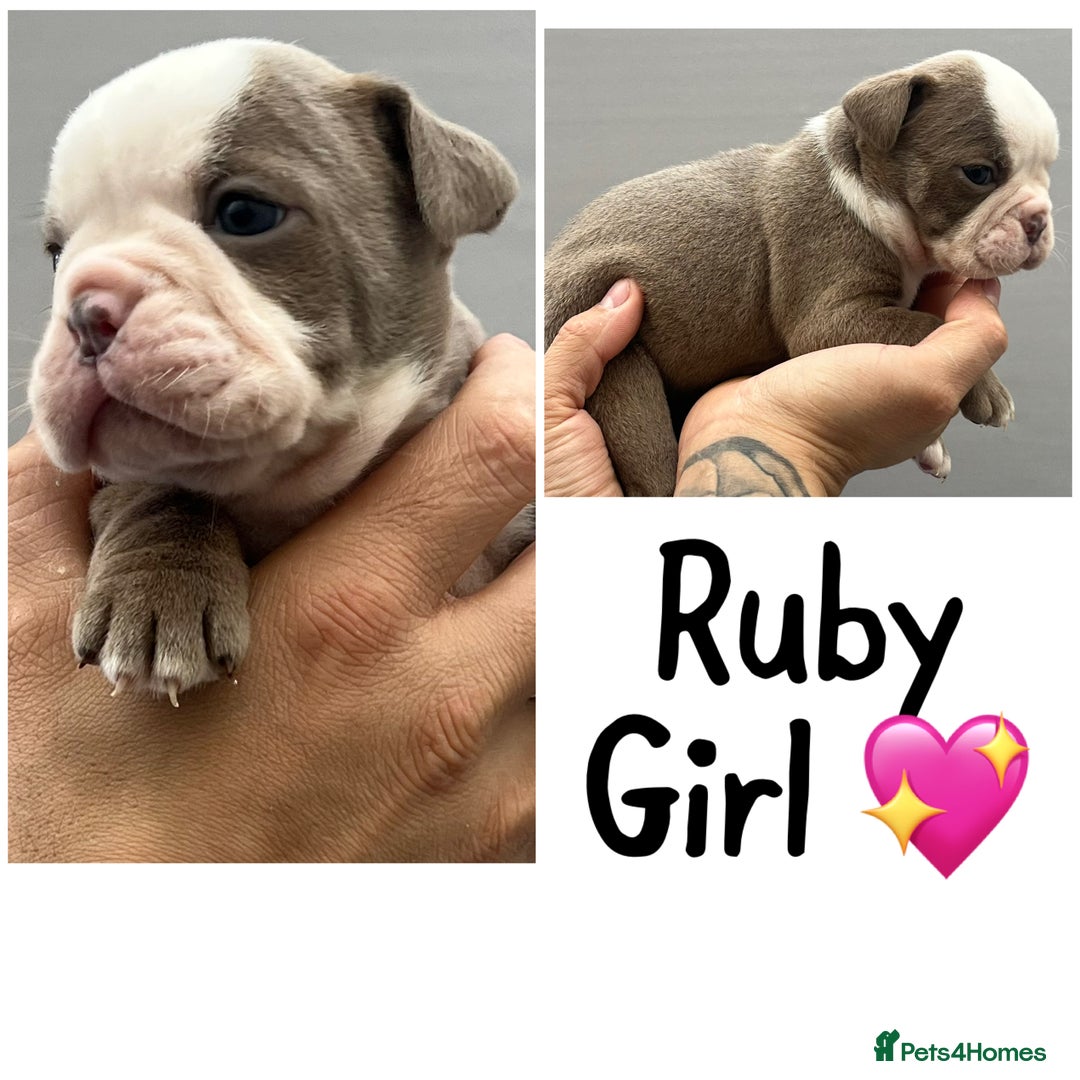 Olde English Bulldogge dogs for sale: Beautiful old English bulldog puppies  - Image 5
