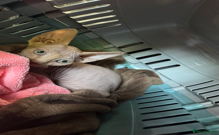 Sphynx cats - Advert 1