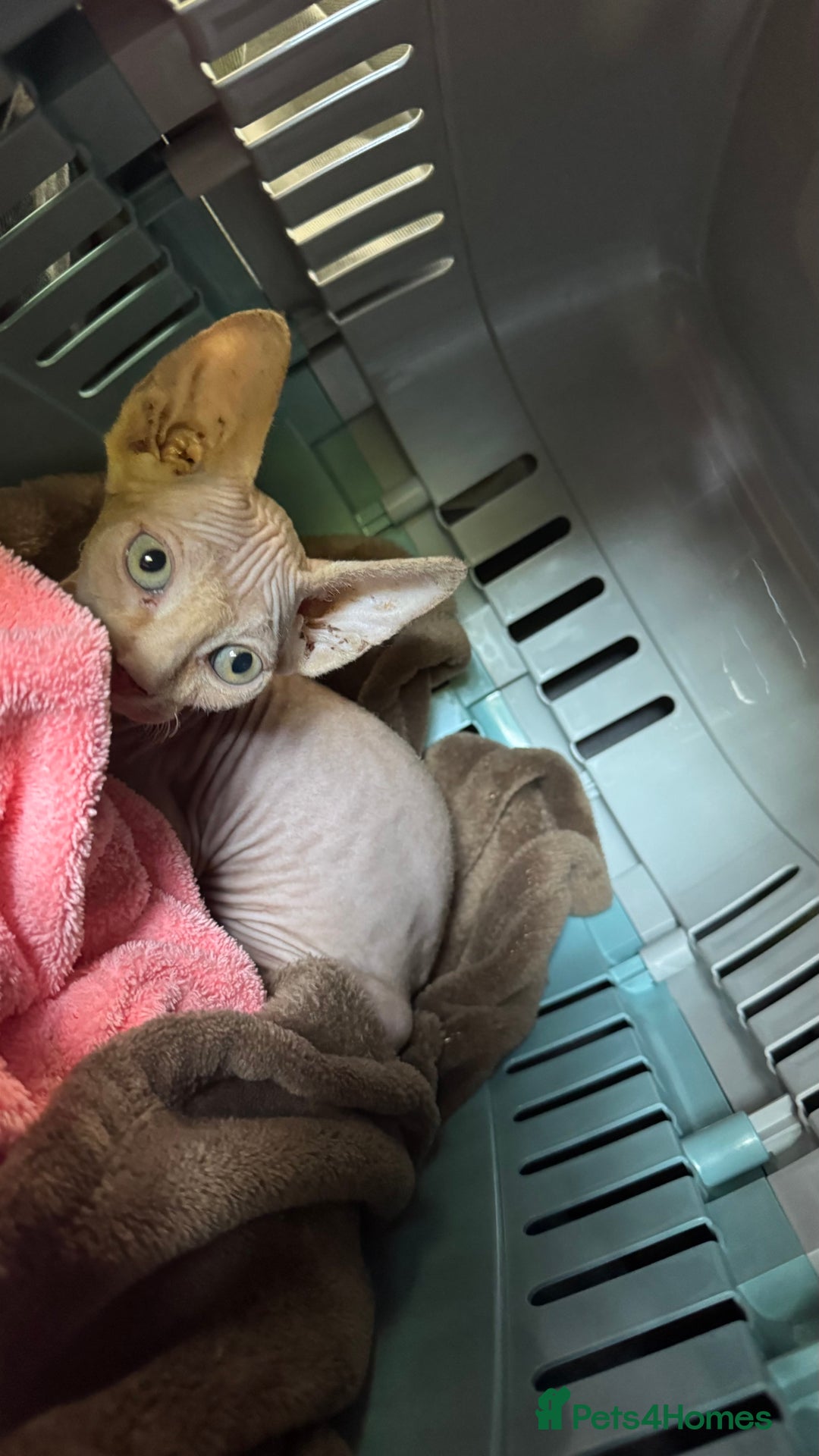 Sphynx cats for sale: Pink Male Sphynx Kitten - Image 1