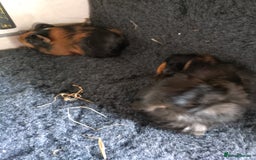 Guinea Pig rodents for sale: Baby female guinea pig and a pair of males.  - Image 5