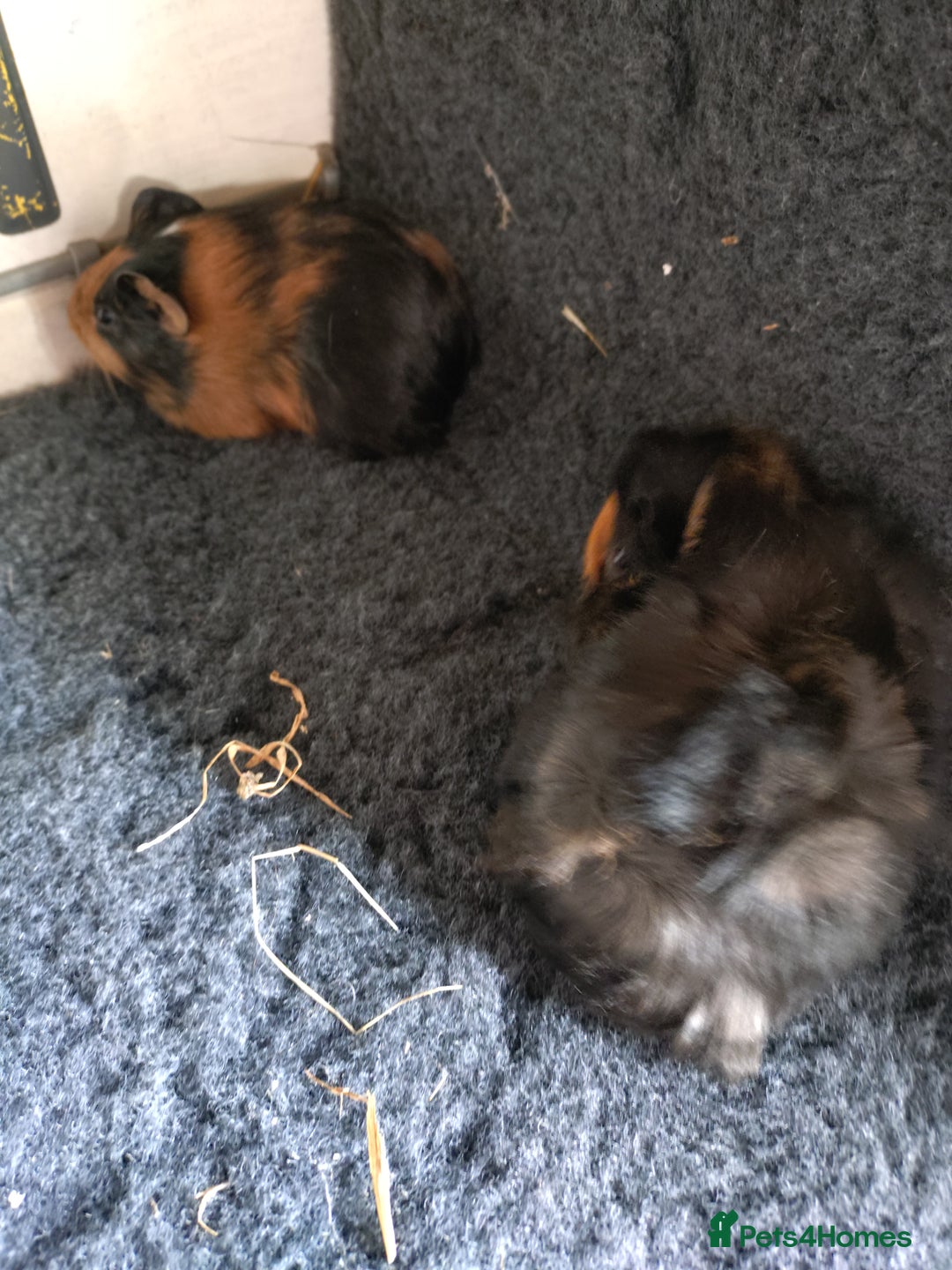 Guinea Pig rodents for sale: Baby female guinea pig and a pair of males.  - Image 5