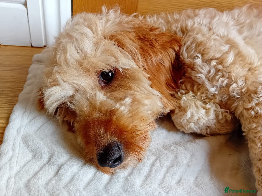 Goldendoodle dogs for sale: Stunning Miniature Goldendoodles - Image 27