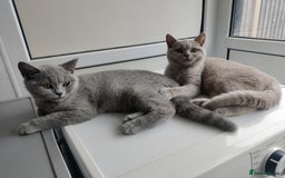 British Shorthair cats for sale: Stunning British Short hair kittens - Image 2