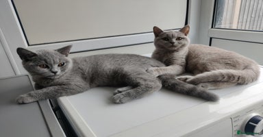 British Shorthair cats - Advert 5