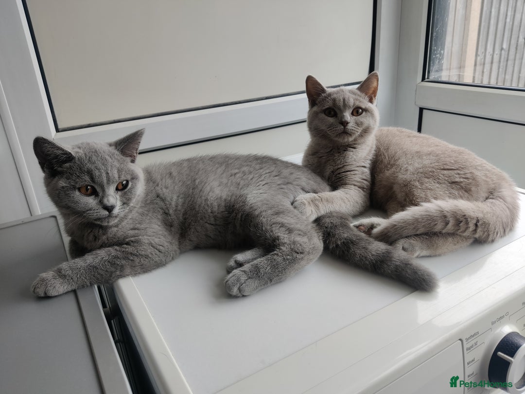 British Shorthair cats for sale: Stunning British Short hair kittens - Image 2