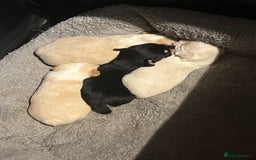 Chipoo dogs for sale: Chihuahua X toy poodle - Image 6